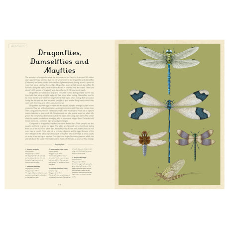 Vintage-style scientific illustration of dragonflies, damselflies, and mayflies on a green and cream book spread.