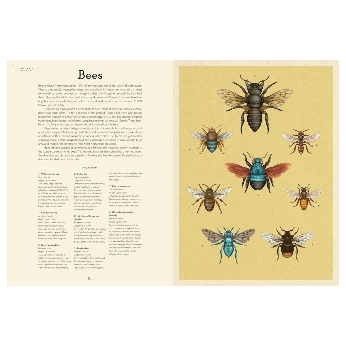 Scientific vintage-style illustration of eight diverse bee species on a yellow background with descriptive text.