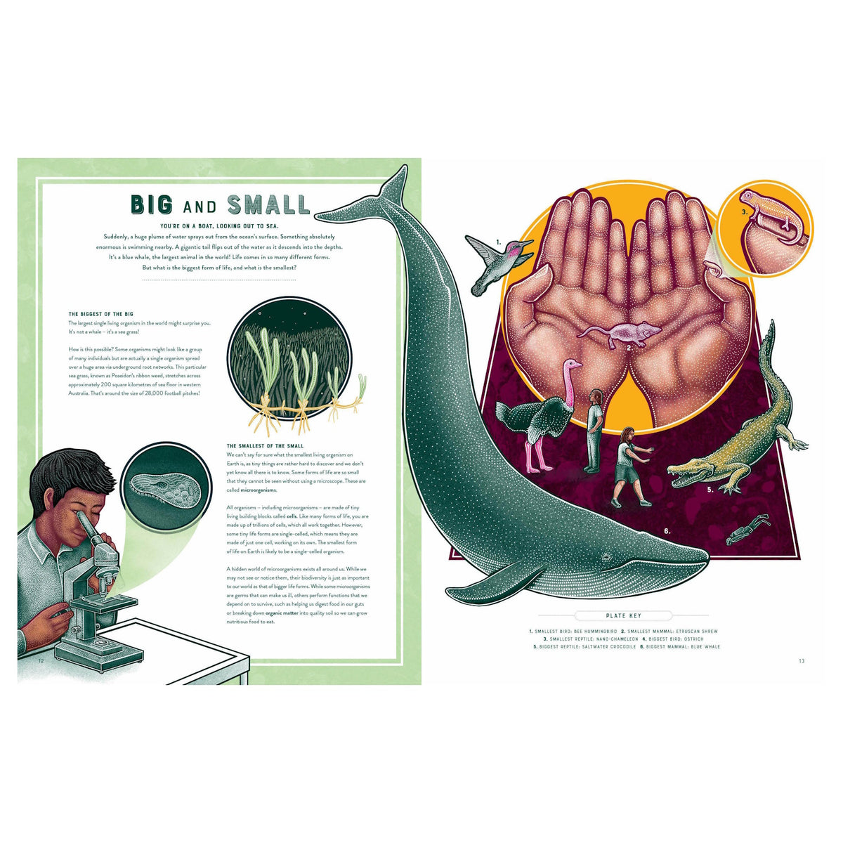 Illustrated book spread comparing biological sizes, featuring a blue whale, microorganisms, and various small animals.