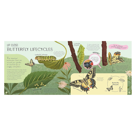 An illustrated guide showing the swallowtail butterfly lifecycle from egg and caterpillar to chrysalis and adult.