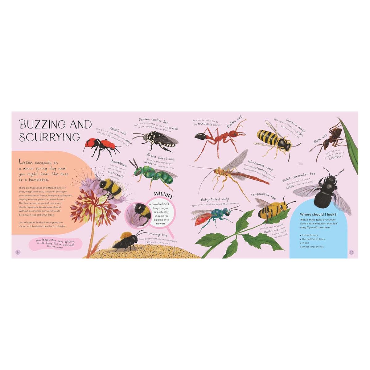 Educational children's book spread "Buzzing and Scurrying" featuring colorful illustrations of bees, wasps, and ants.