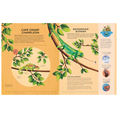 An educational book spread about the Cape dwarf chameleon's camouflage, featuring colorful illustrations and nature facts.