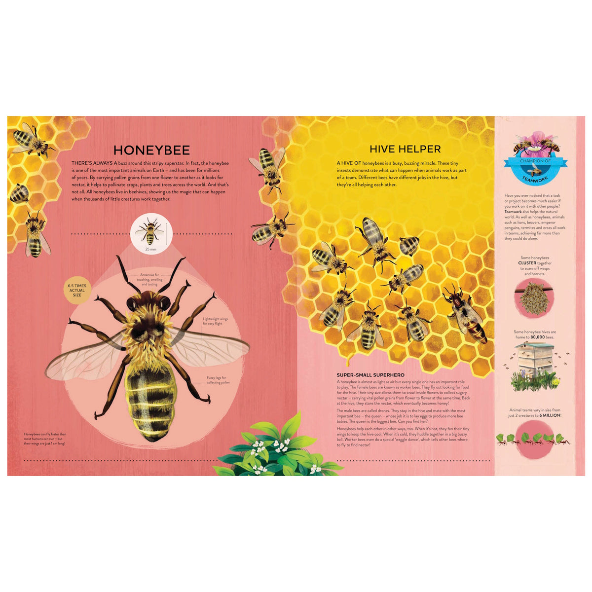 Infographic about honeybees and hives featuring a large bee diagram, honeycomb illustrations, and educational text facts.