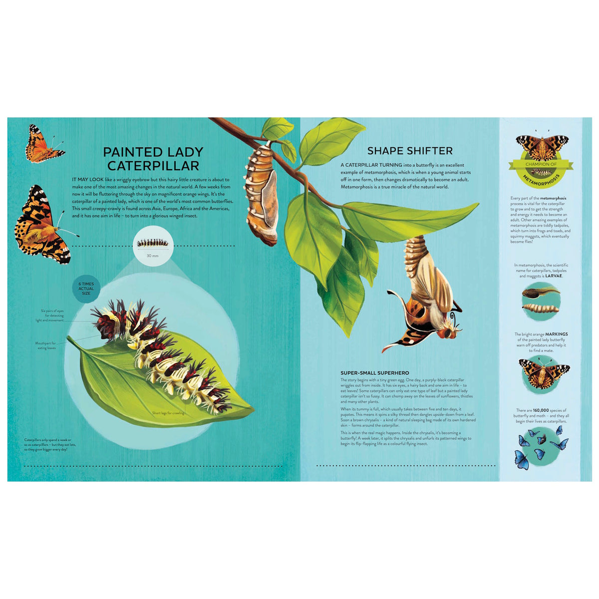 An educational book spread about the Painted Lady caterpillar and its metamorphosis into a butterfly with colorful diagrams.