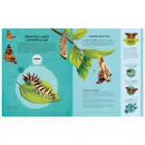 An educational book spread about the Painted Lady caterpillar and its metamorphosis into a butterfly with colorful diagrams.