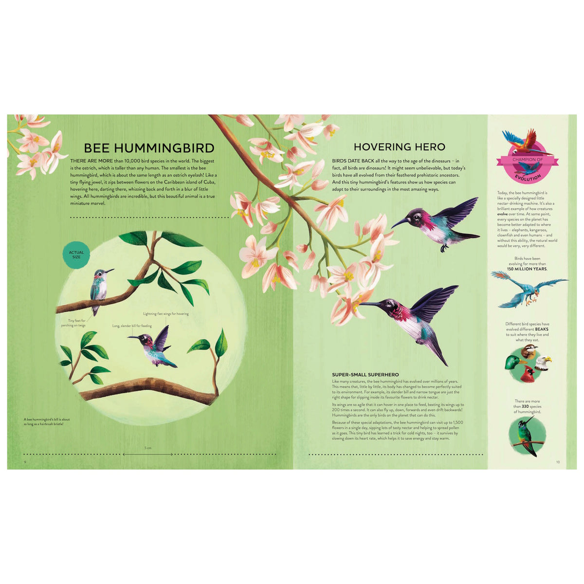 An illustrated book spread about the Bee Hummingbird, featuring colorful bird drawings, flowers, and educational facts.