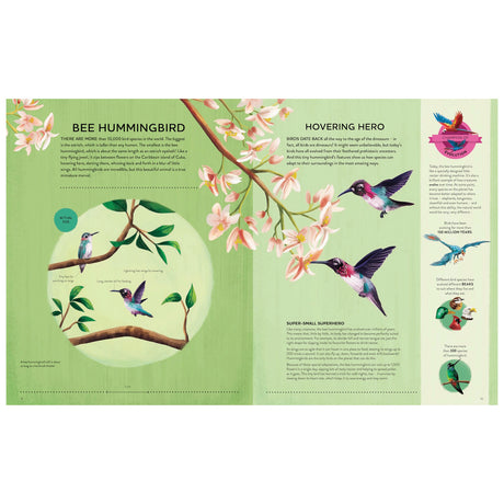 An illustrated book spread about the Bee Hummingbird, featuring colorful bird drawings, flowers, and educational facts.