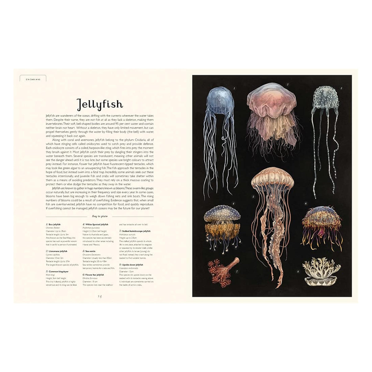 Scientific illustrations of various jellyfish species on a black background from the Oceanarium book.