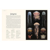 Scientific illustrations of various jellyfish species on a black background from the Oceanarium book.