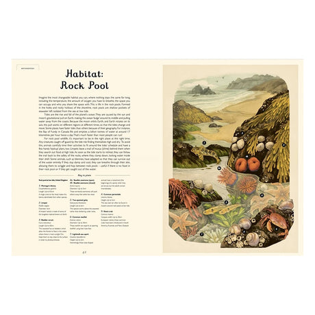 Illustrated book spread about rock pool habitats featuring vintage-style drawings of starfish, crabs, and sea anemones.