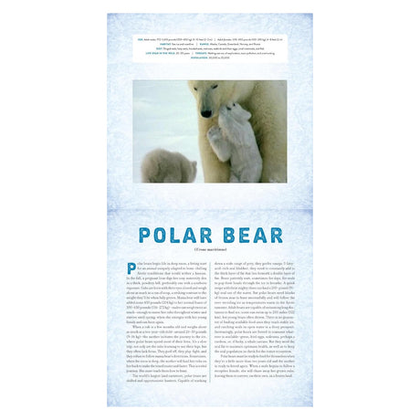 Polar bear mother and two cubs in the Arctic. Page from "Polar: A Photicular Book" with facts and blue textured background.