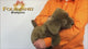 Hand Puppet - Sitting Dog