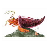 Illustration of an orange hermit crab with a large, ornate pink shell on a green patch. A small starfish and palm trees are in the background.
