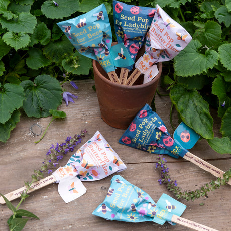 Wildflower seed pops for bees, ladybirds, and butterflies in a terracotta pot outdoors on a wooden surface.