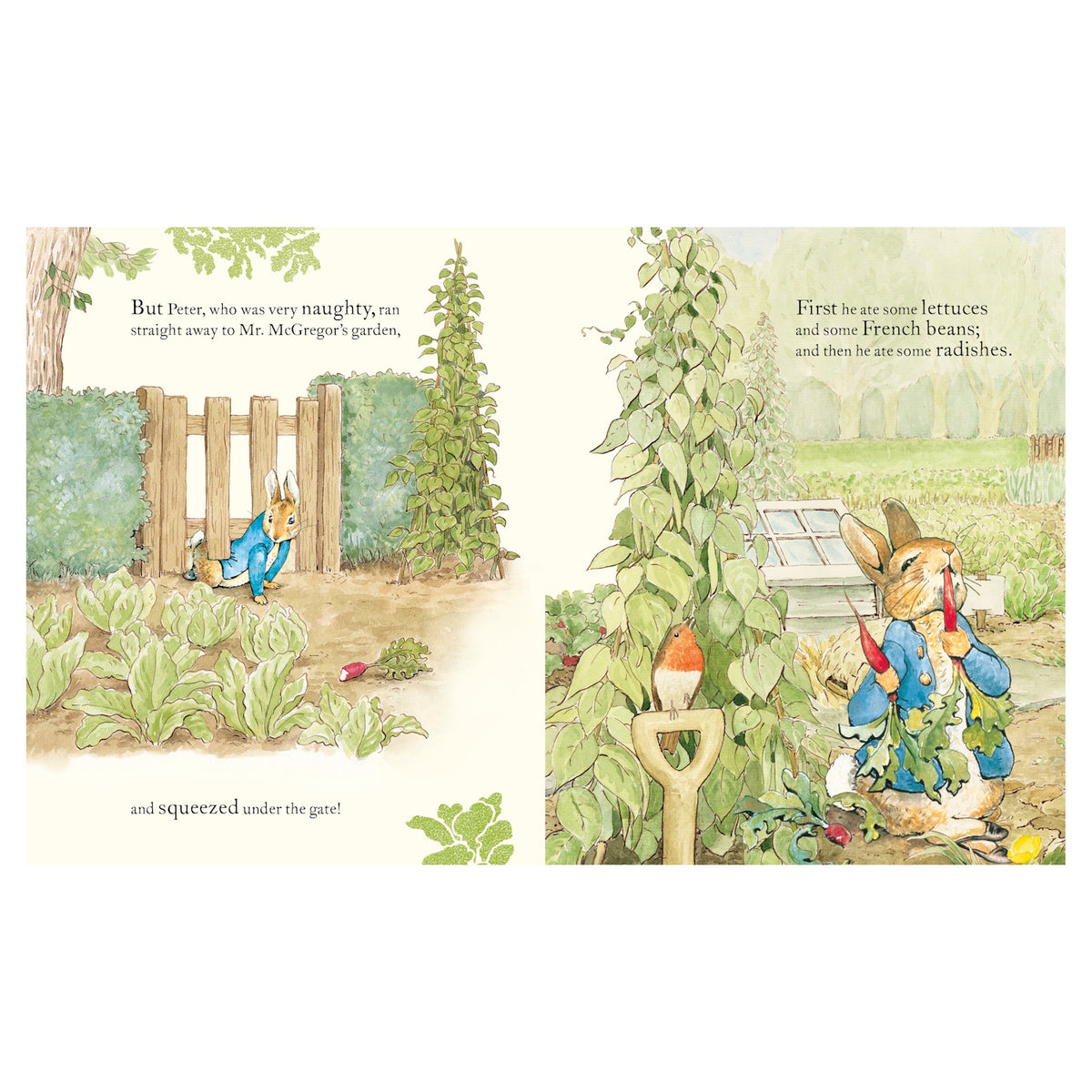 Illustration of Peter Rabbit squeezing under a garden gate and eating radishes in Mr. McGregor's garden.