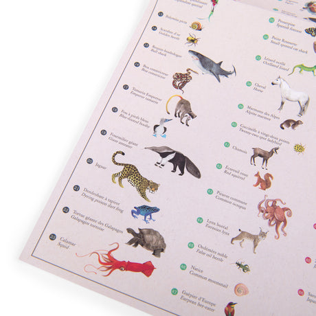 Close-up of an animal poster featuring a jaguar, giant anteater, bull shark, and squid with French and English names.