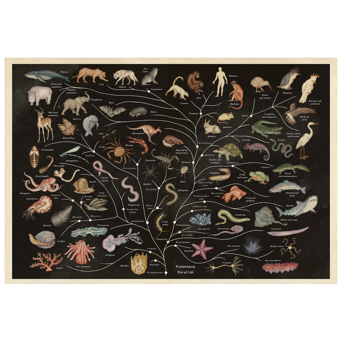 Evolutionary tree illustration showing diverse animal species branching from a central trunk. Includes mammals, birds, reptiles, fish, and invertebrates on a dark background.
