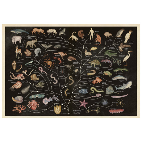 Evolutionary tree illustration showing diverse animal species branching from a central trunk. Includes mammals, birds, reptiles, fish, and invertebrates on a dark background.