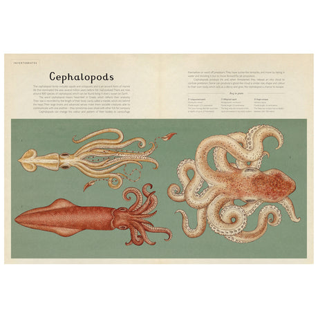 Illustrated chart of cephalopods features a squid, cuttlefish, and octopus against a green background. Text above describes their features.