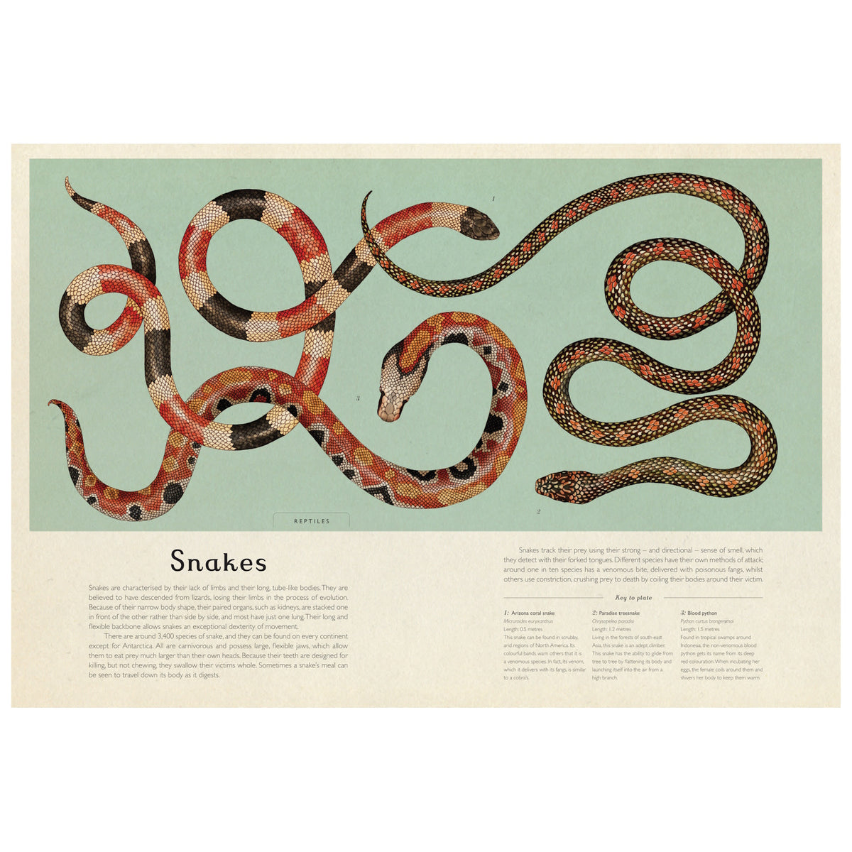 Illustration of three snakes with intricate red, black, and white patterns, coiled elegantly on a pale green background. Text below describes snake characteristics.