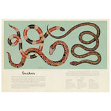 Illustration of three snakes with intricate red, black, and white patterns, coiled elegantly on a pale green background. Text below describes snake characteristics.