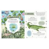 Illustrated children's book spread about the American Alligator with watercolor animals and educational facts.