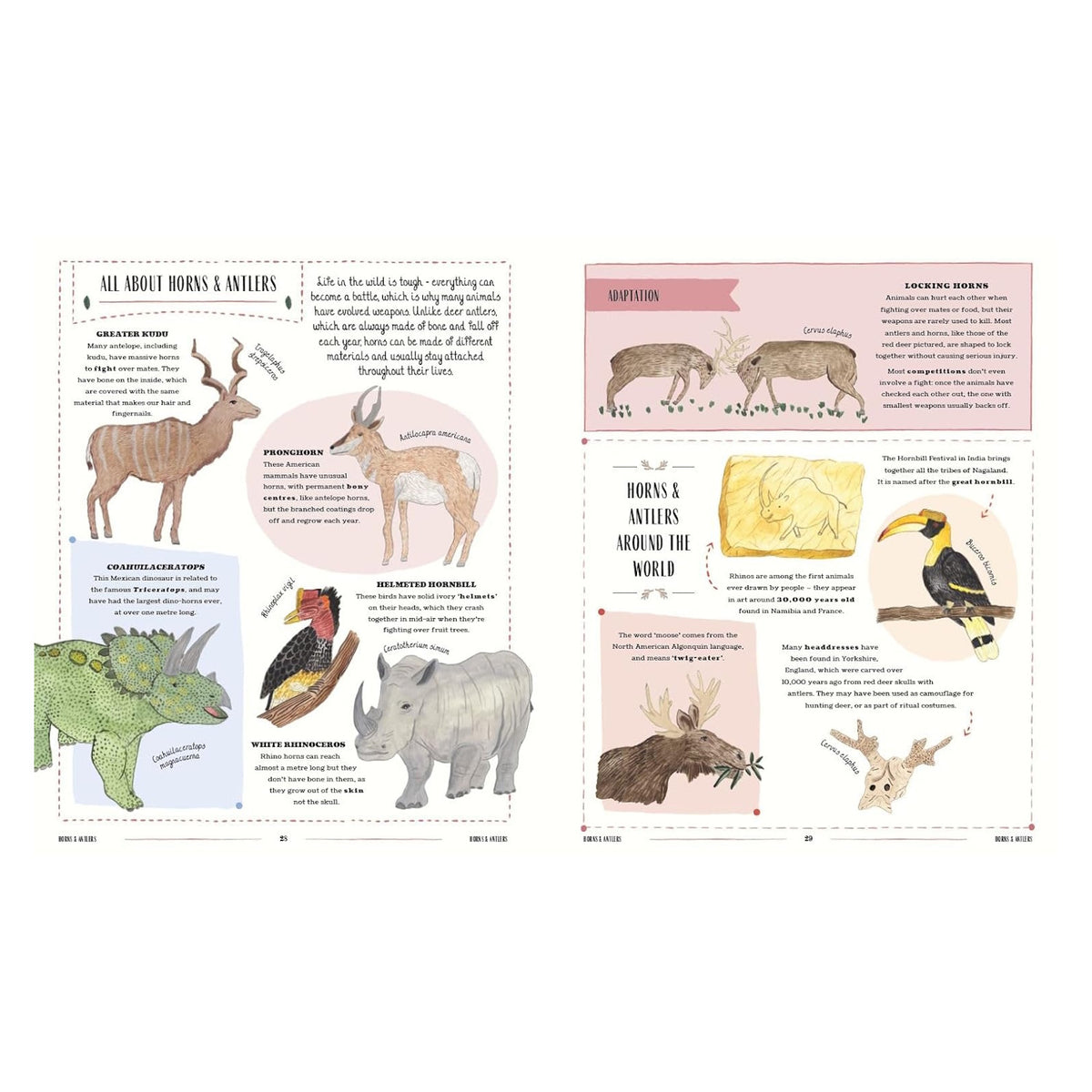 Illustrated book pages titled "All About Horns & Antlers" featuring a rhino, triceratops, kudu, pronghorn, and moose.