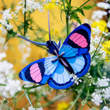 Insects Small - Peacock Butterfly