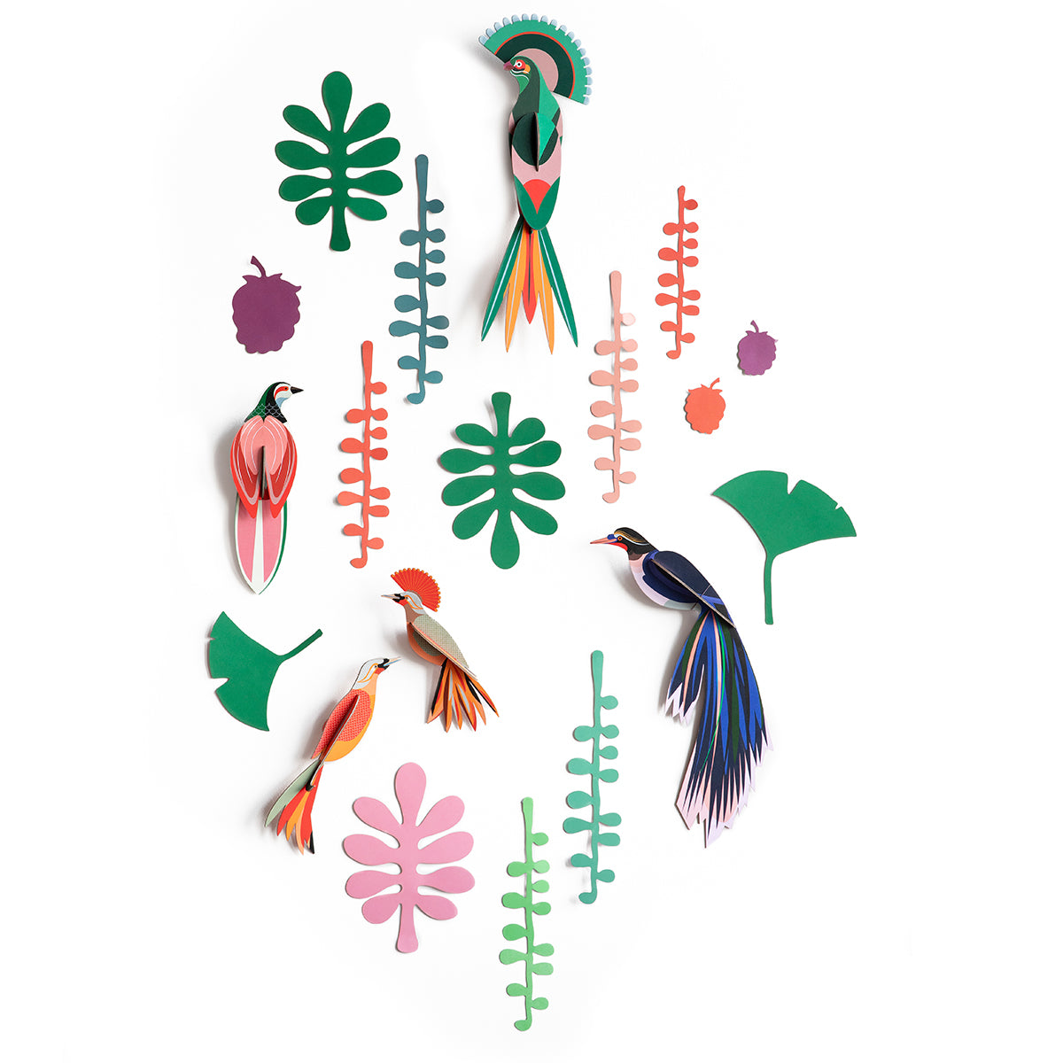 Wall of Curiosities - Bird Observer