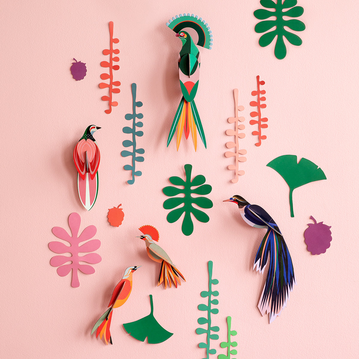 Wall of Curiosities - Bird Observer